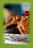 Buffet Catering